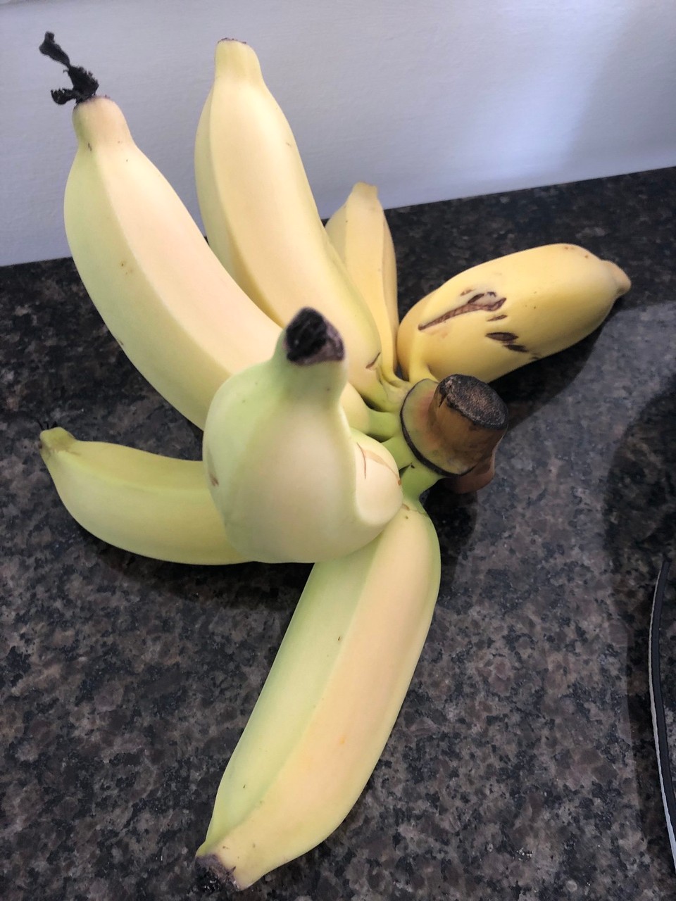 Brasilien - Lauro de Freitas - Bananen von Jürgen gerade um Garten geerntet! Sehr lecker!