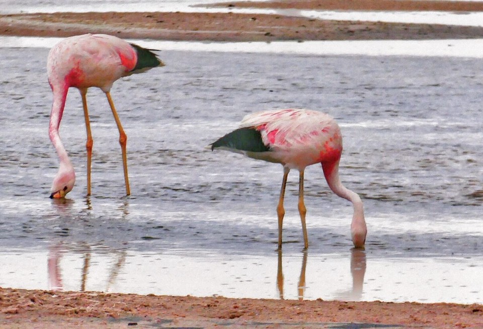 Chile - Atacama Desert - Andean flamingo