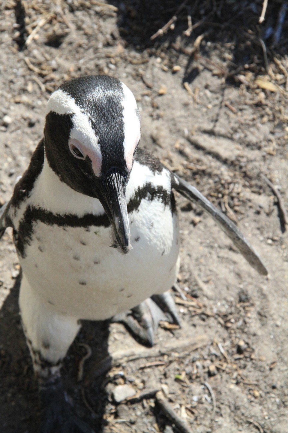 Südafrika - Betty's Bay - Pinguine, putzig