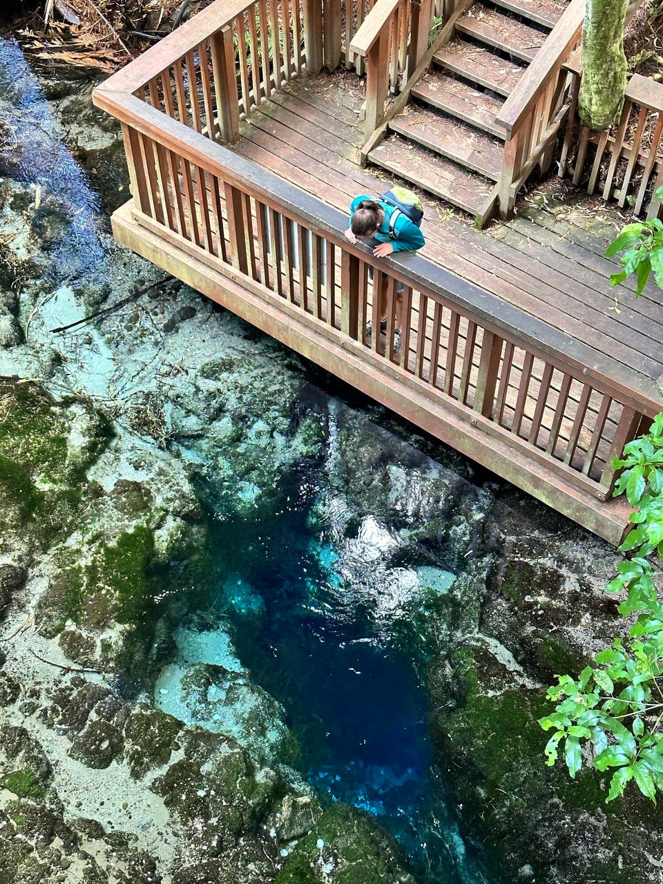 Neuseeland - Hamurana - Da geht es 15 Meter in die Tiefe, sieht gar nicht so viel aus… aber es kommt ganz viel 10 Grad kaltes Wasser aus der Quelle - jap auch A****kalte Quellen gibt es in der Nähe von Rotorua