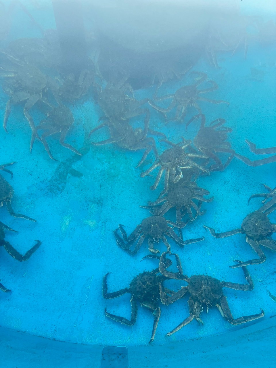 Norwegen - Nordkapp - Ganz schön viele Krabbeltiere im Pool