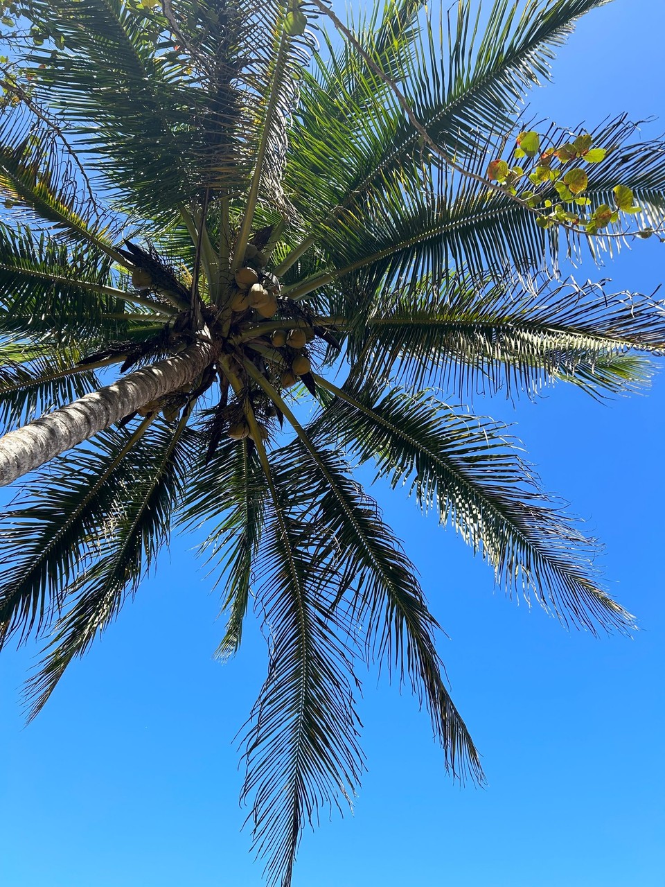 Costa Rica - Puerto Viejo de Talamanca - 