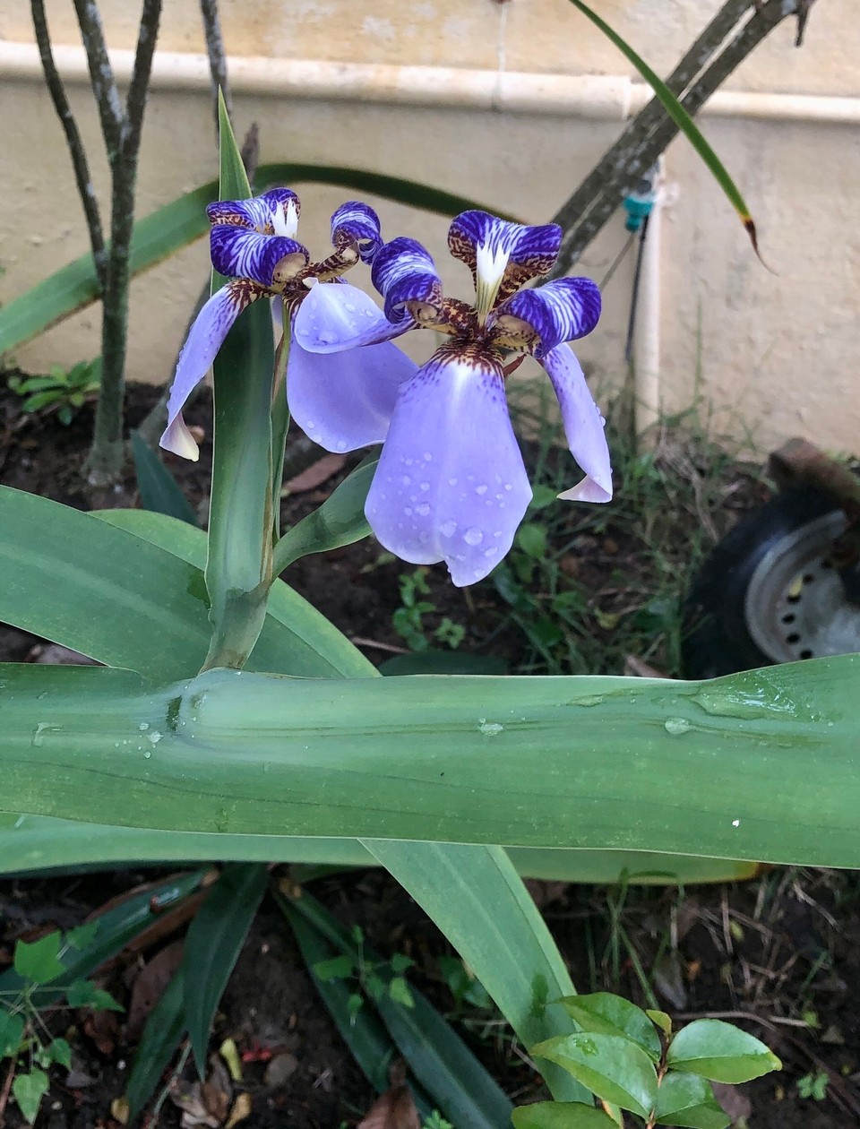 Brasilien - Salvador - Garten Villa Kaktus