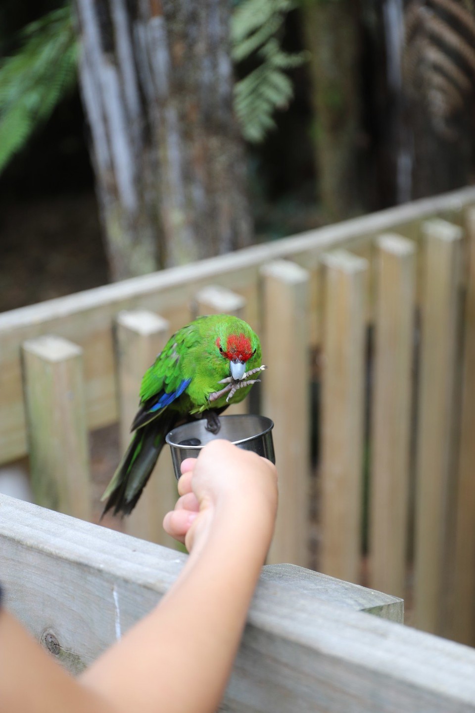 Neuseeland - Cooks Beach - Ein Red Crowned Kakariki