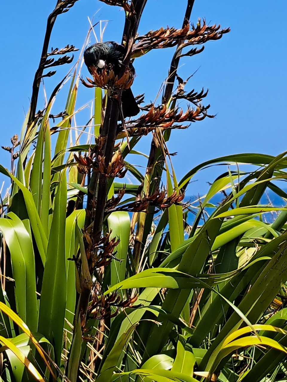 Neuseeland - Princess Beach - 