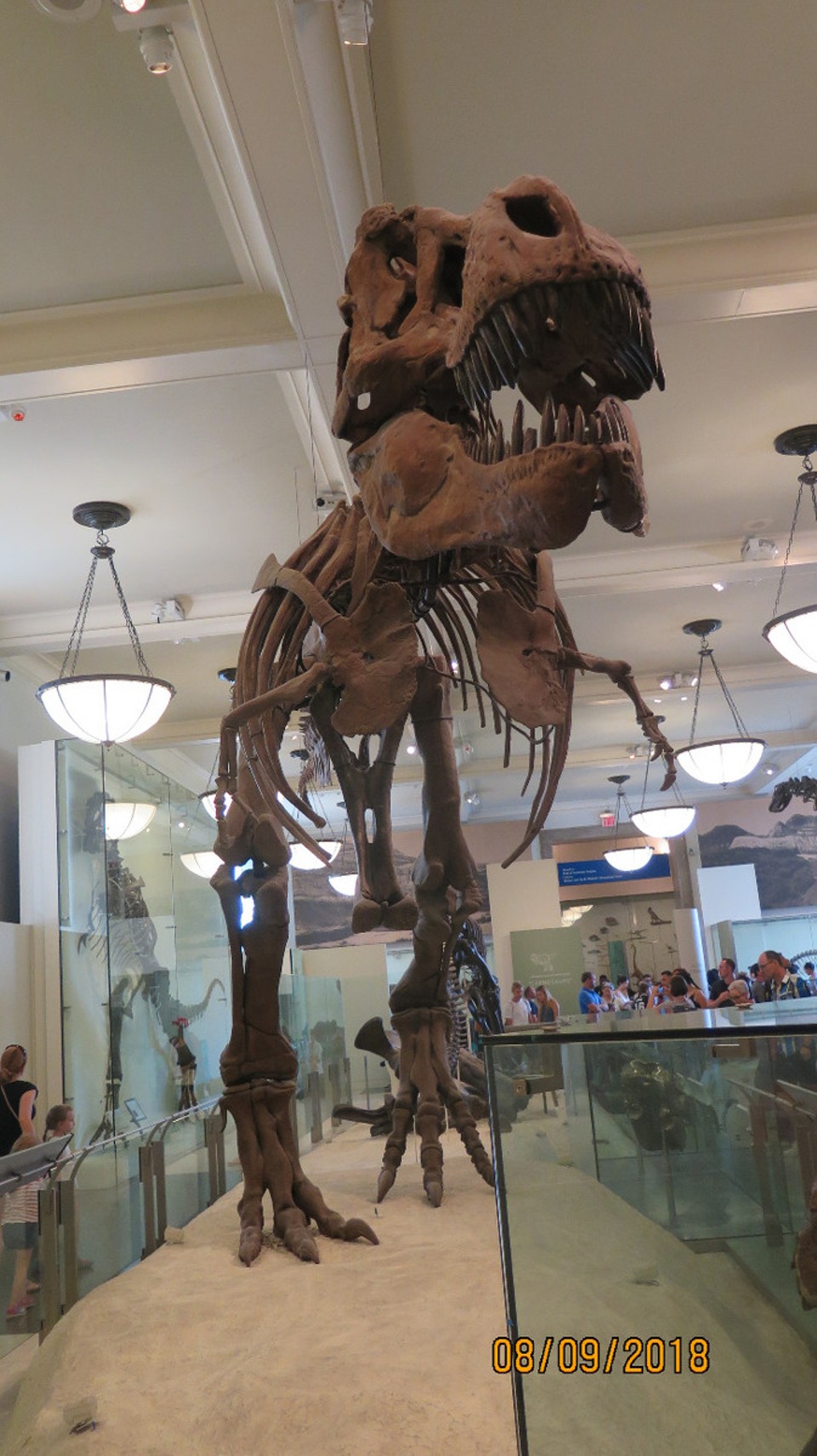 Vereinigte Staaten - New York - T-REX