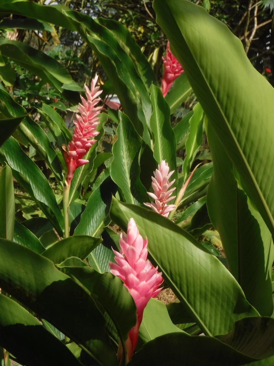 Costa Rica - Liberia - 