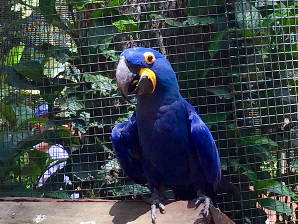 Brasilien - Foz do Iguaçu - Ein ganz besonderer Papagei