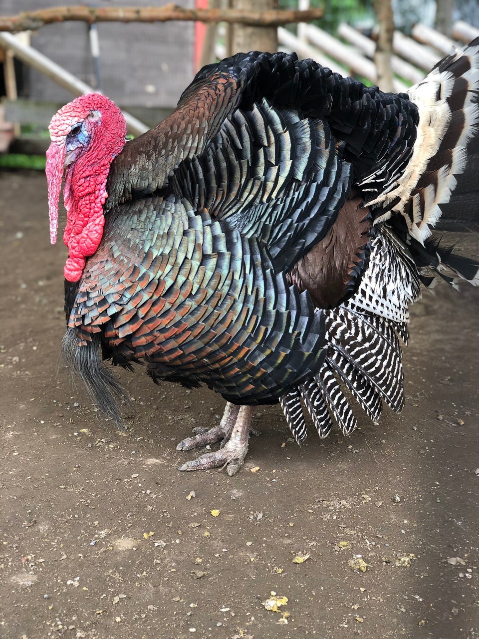 Norway - Siljan - 🦃