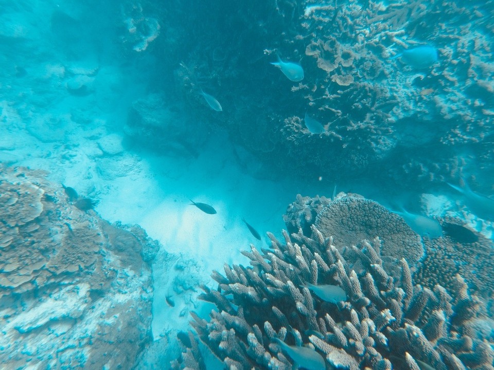  - Australia, Great Barrier Reef Conservation Reserve, Lady Elliot Island - 