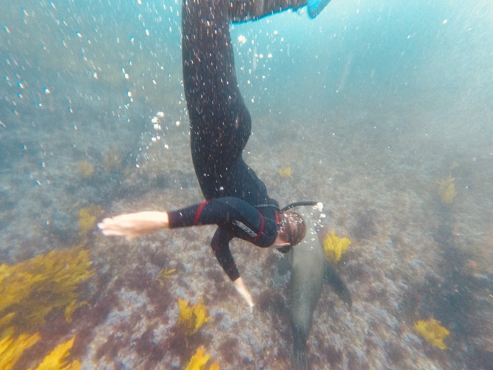 Australia - Montague Island - 