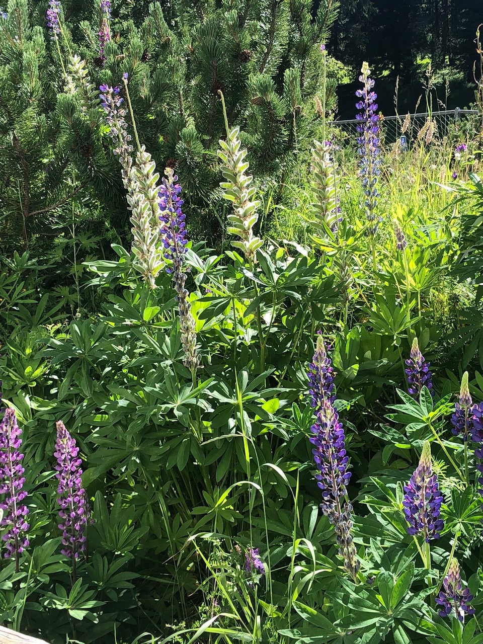 Schweiz - Pontresina - 