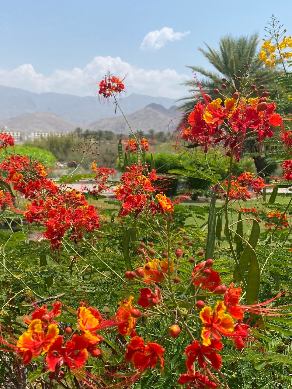 Oman -  - 