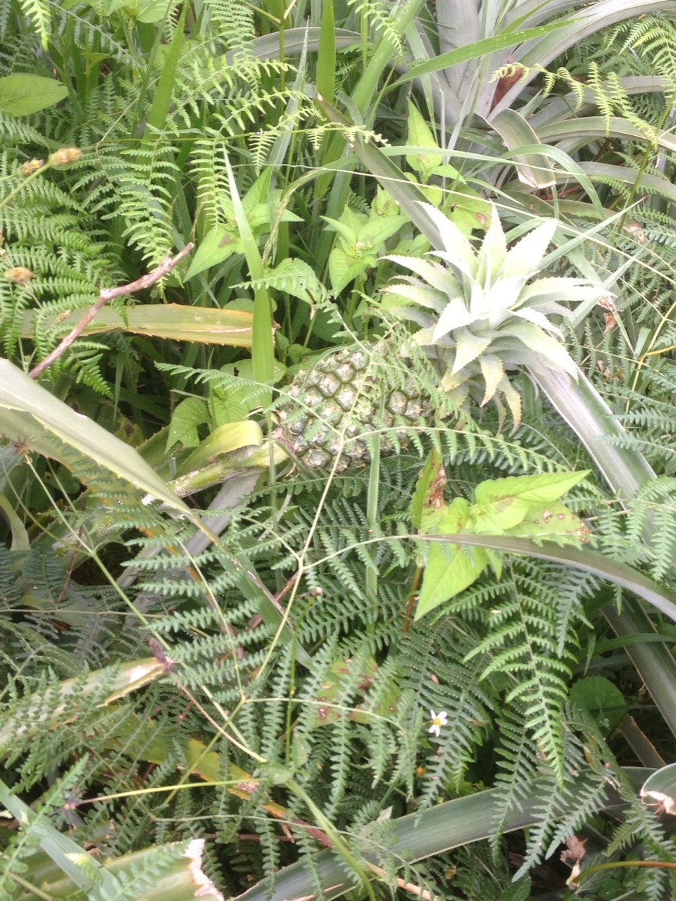 Kolumbien - Salento - Eine kleine Ananas. Entgegen vieler Annahmen wächst diese nicht auf dem Baum, sondern unten am Boden.