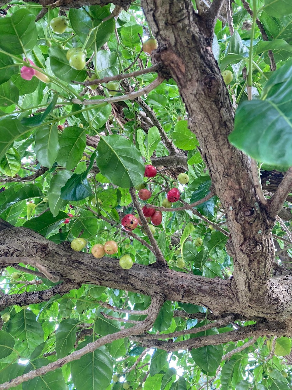 Neuseeland - Auckland - Ein Kaffee-„Bäumchen“ 😅