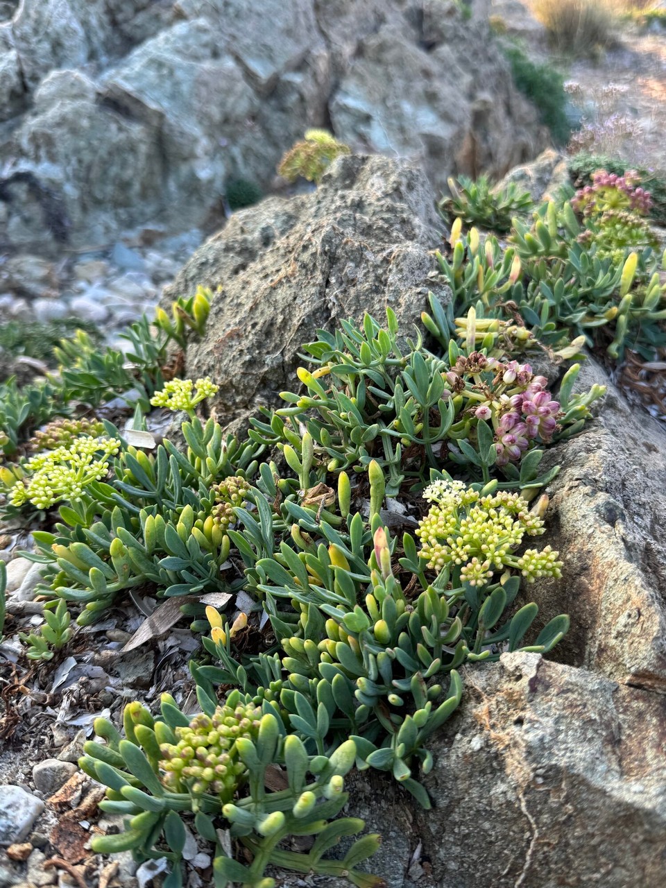 Frankreich - Ramatuelle - 