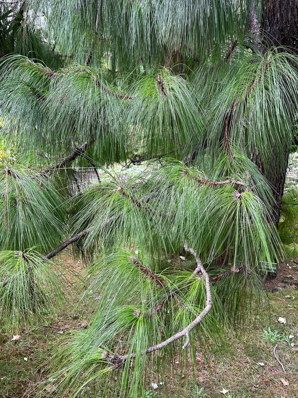 Italien - Verbania - 