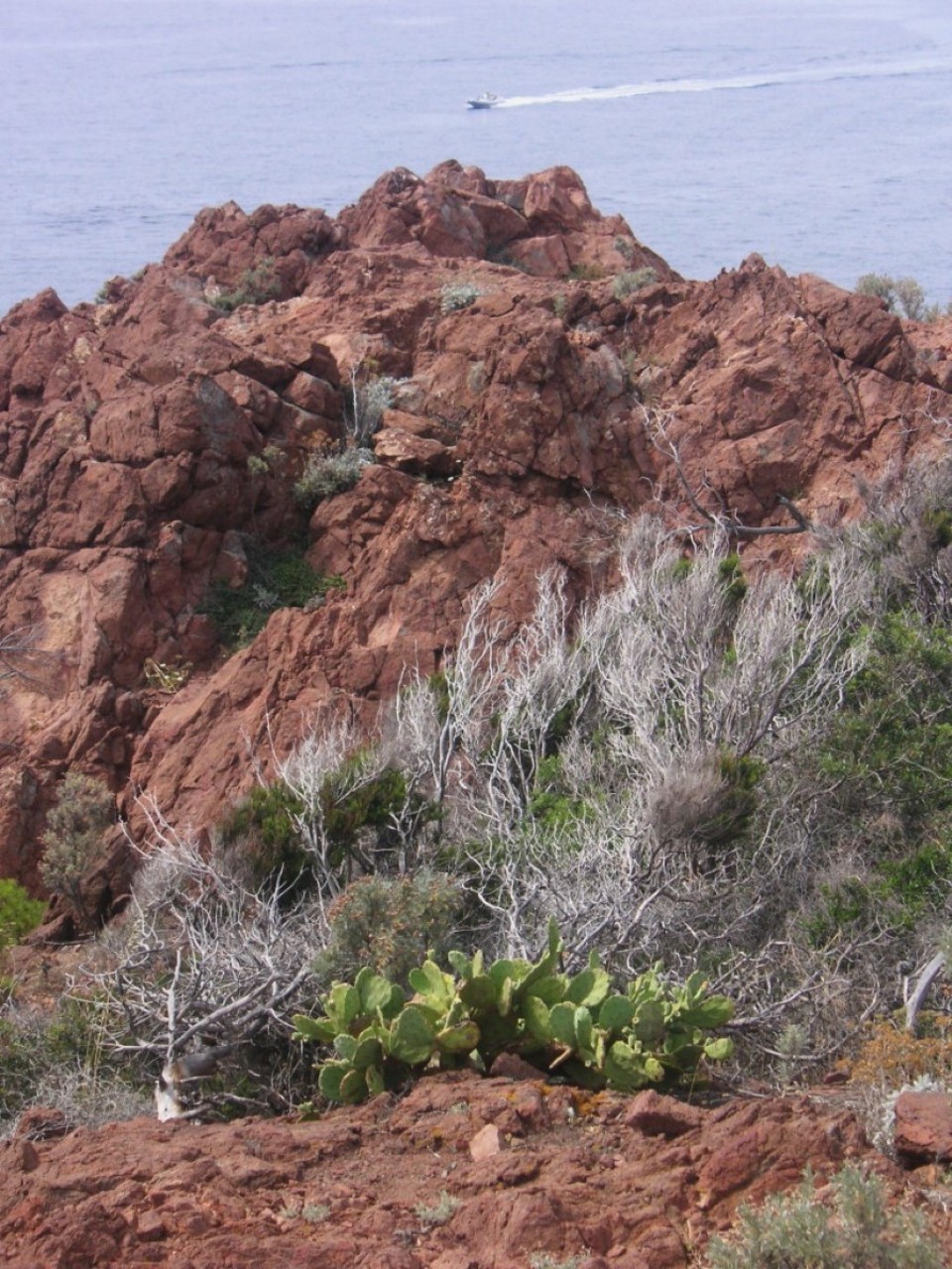 Cote d'Azur, Südfrankreich - Saint-Raphaël - ...zum Klettern gibts hier jede Menge!