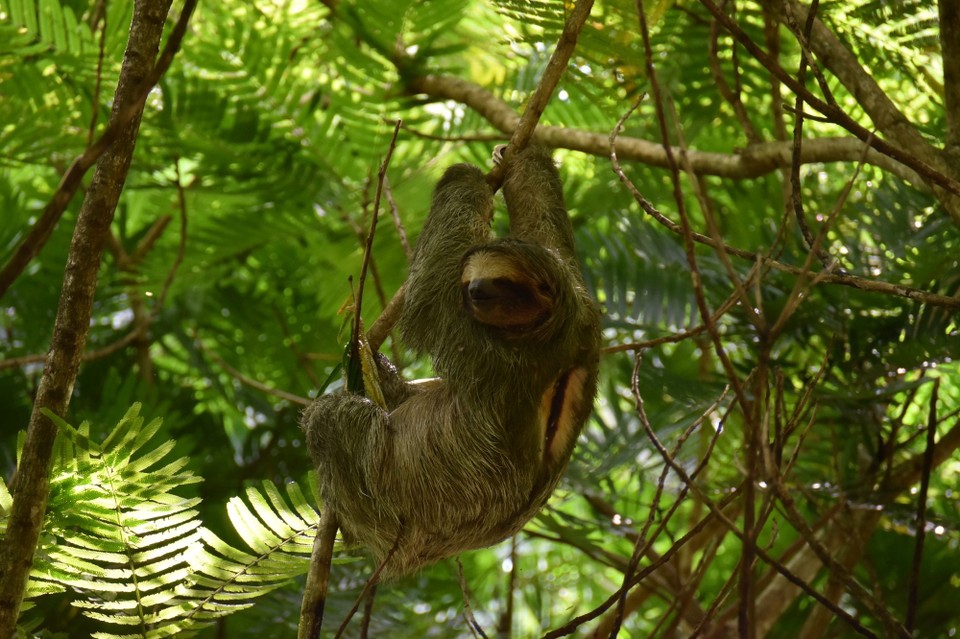 Costa Rica - Tilarán - 