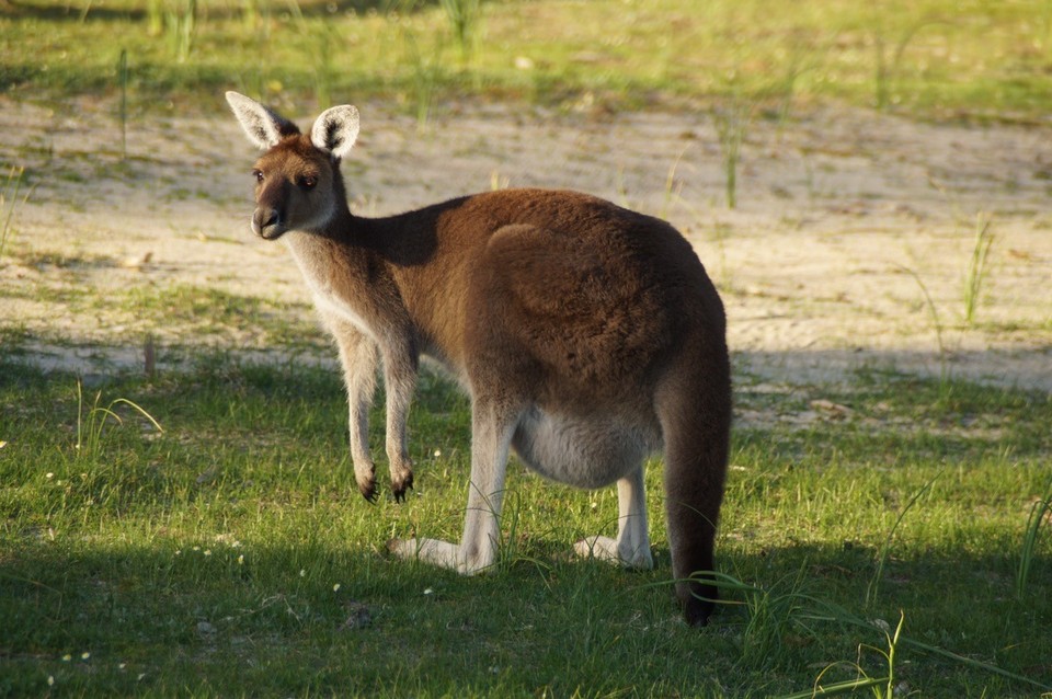 Australien - Yanchep - 