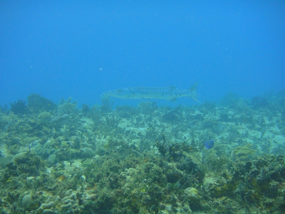 Mexiko - Playa del Carmen - Seht ihr den Barracuda?