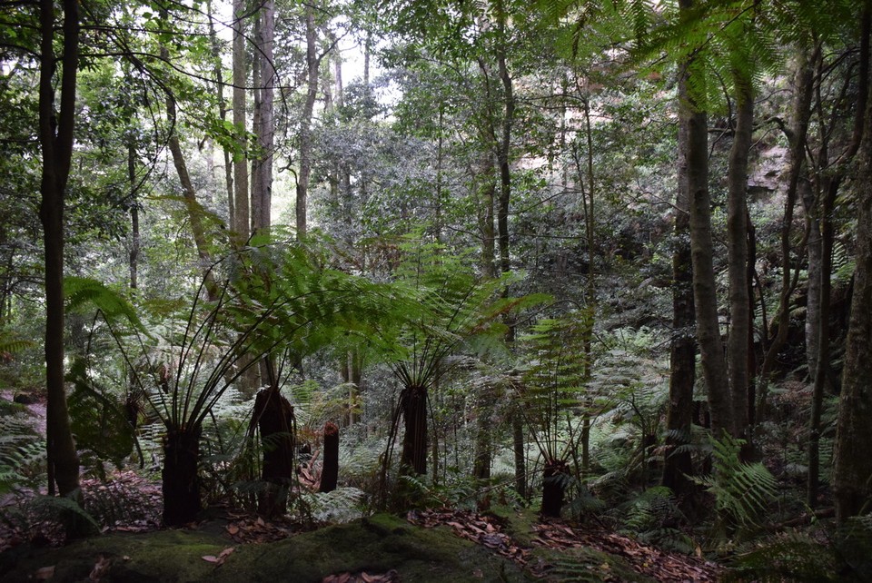 Australien - Wentworth Falls - Baumfarne