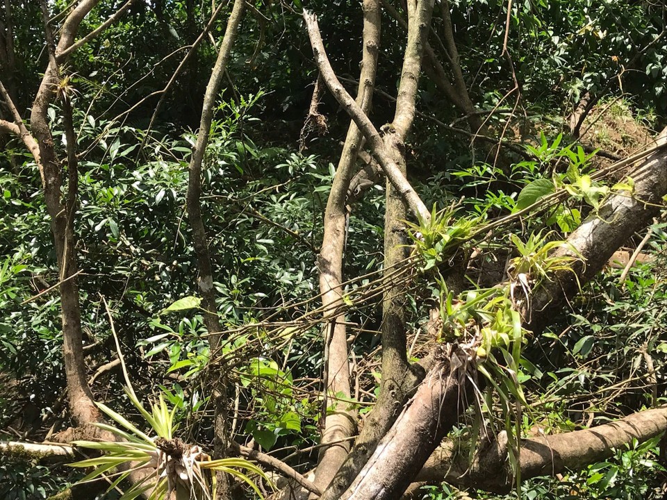 Costa Rica - Paraiso - 