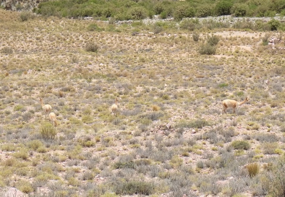 Argentinien - Humahuaca - Perfectly hidden: vicuñas, the wild relatives of the lamas.