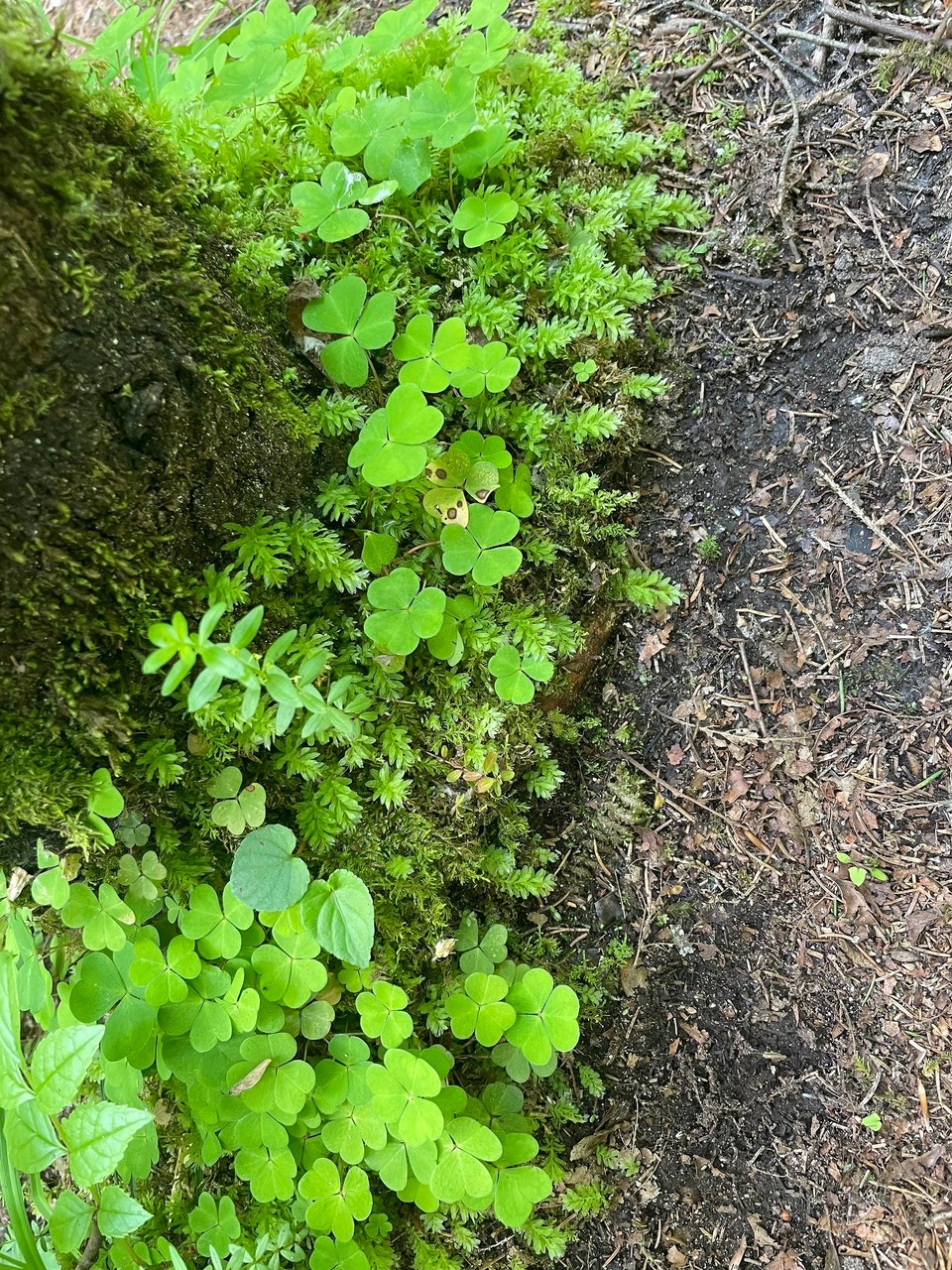 Slowenien - Soča - Jede Menge Klee aber es fehlt das 4. Blatt 