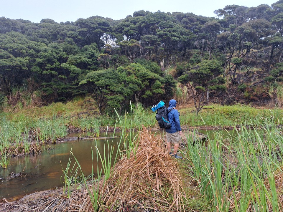 Neuseeland - Kahokawa Beach - Durchs Sumpfgebit  und weiter knietief durchs Wasser 
