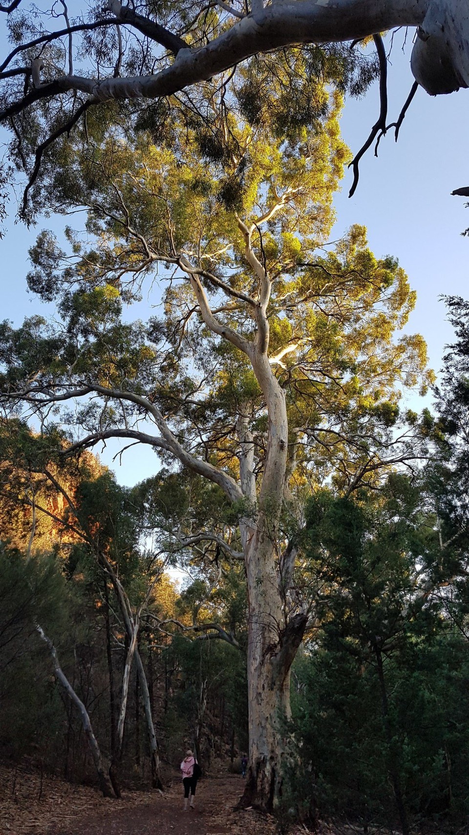 Australien - Via Hawker - Ich liebe den Geruch der Eukalyptusbäume.