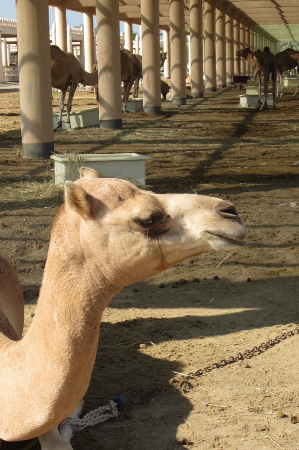 Bahrain - Manamah - 