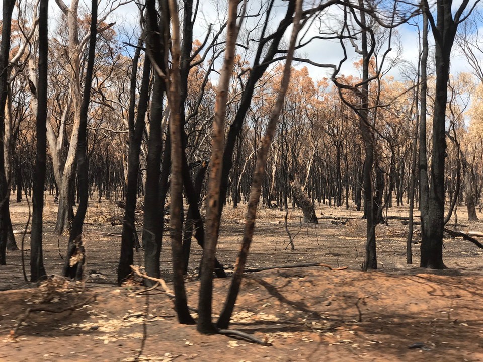 Australia - Mudgee - Recent bushfires on way to Mudgee.. these burnt out trees and scrub went on for kilometres.. in every direction. It was a massive fire that had a fire edge of 200 k's.