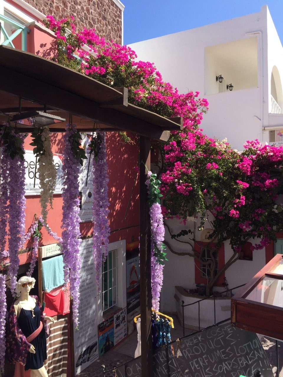Griechenland - Thira -  Blumen Santourin