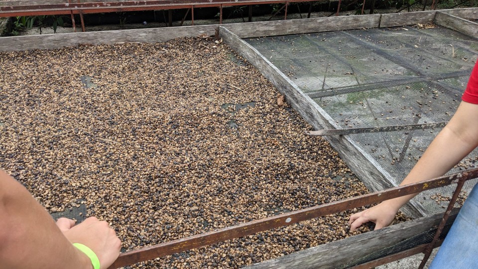 Kolumbien - Minca - Die Bohnen erster Qualität werden im Haus in einer Maschine getrocknet, da das nur 2 Tage dauert und sie so schneller für den Export bereit sind. Die Bohnen zweiter und Dritter Qualitätsstufe werden draußen auf diesen Gitter getrocknet, was dann je nach Wetterlage unterschiedlich lang dauern kann.