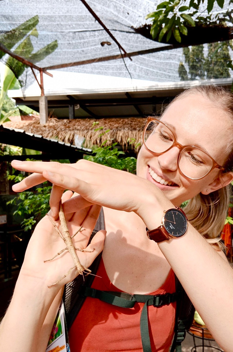 Thailand - Saraphi - Nein, das ist kein Stöckchen 🦗