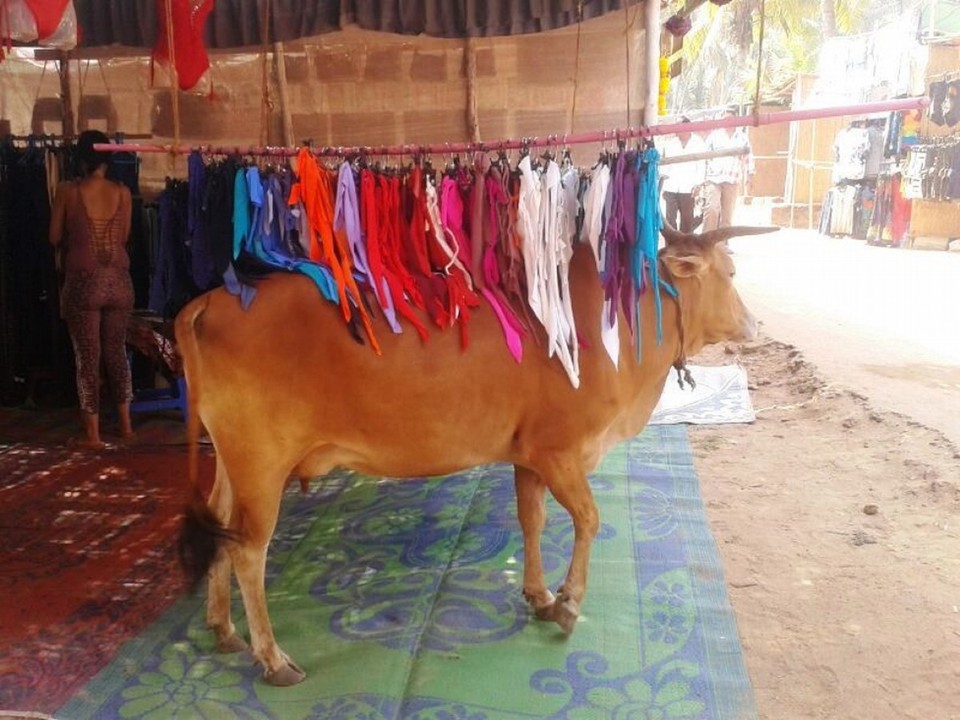 Indien - Anjuna - 