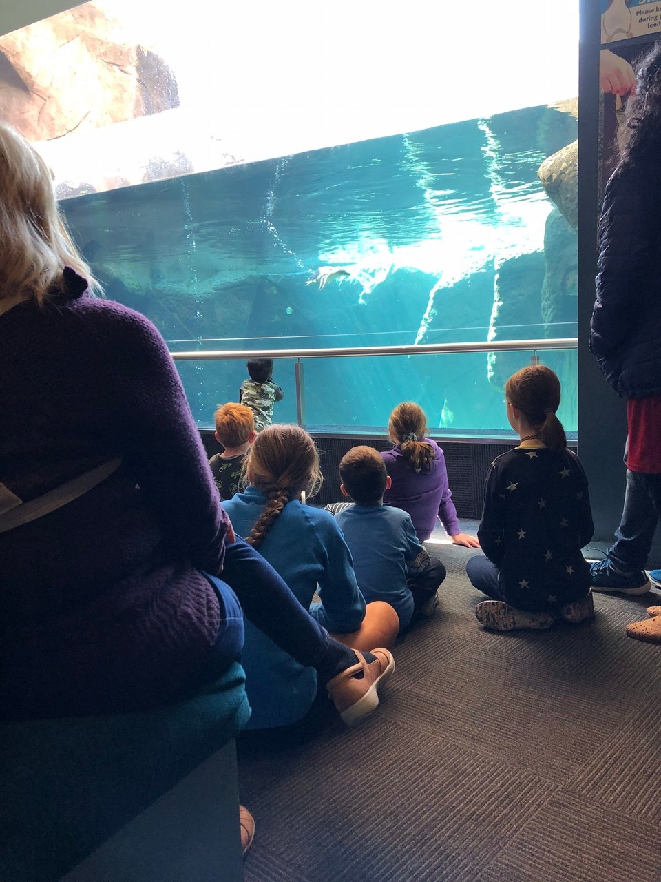 Neuseeland - Christchurch - Wir haben Pinguine gesehen