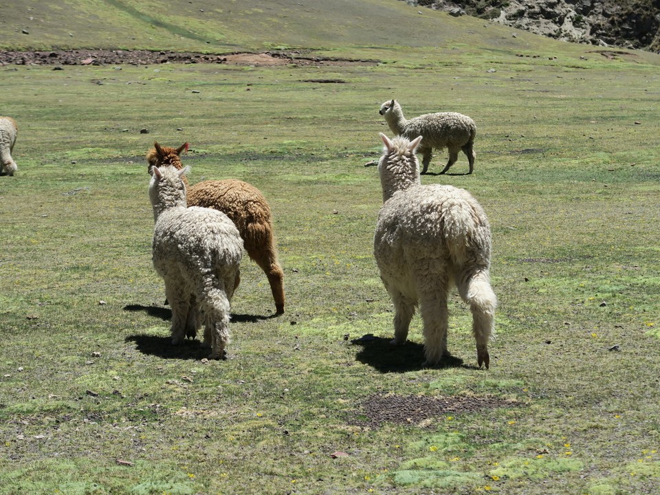 Peru - Nevado Auzangate - 