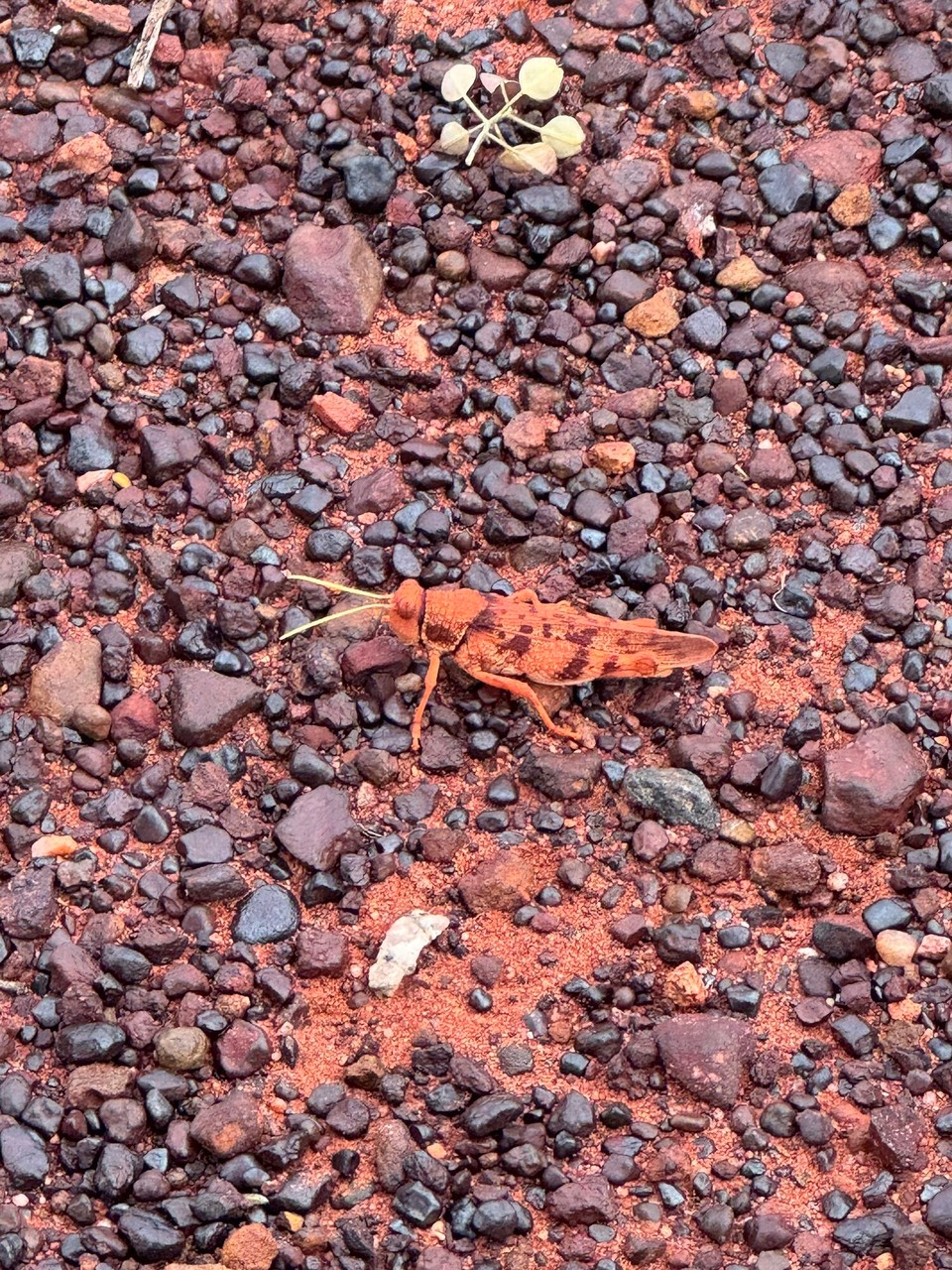 Australien - Yulara - So a schöni Heuschrecka.