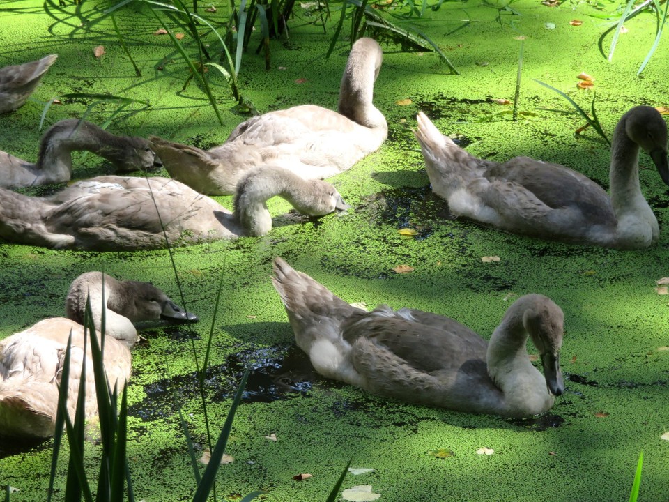 Polen - Moschen - 