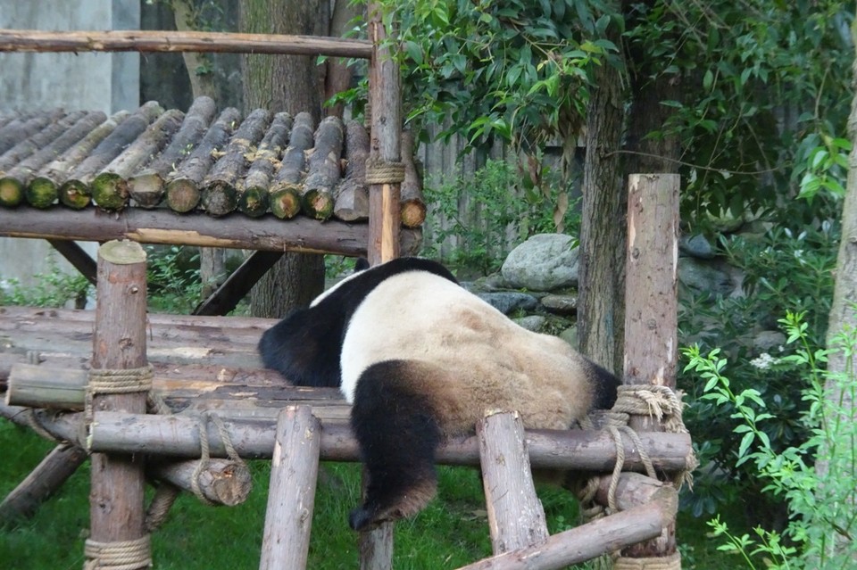 China - Chengdu - 