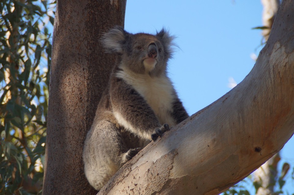 Australien - Yanchep - Da ist jemand aber müde 😴 