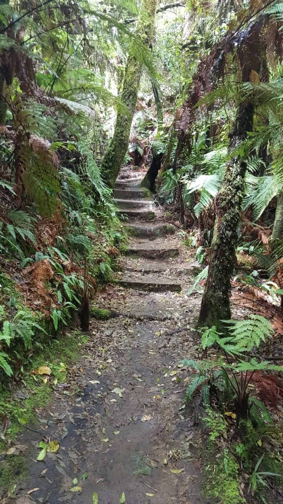 Neuseeland - Whakarewarewa - 