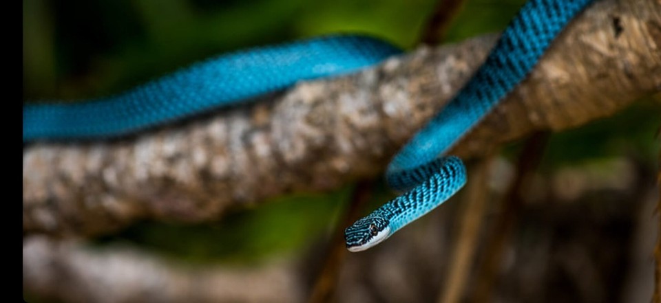 Vietnam - Con Dao - The Con Dao Blue Ornate Snake which landed on our path just at the end of our jungle trek