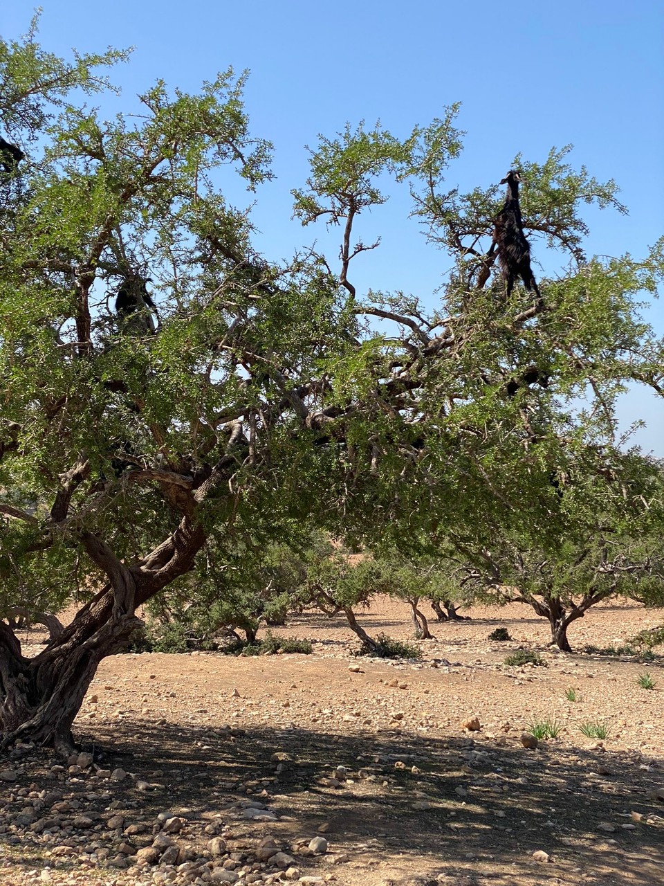 Marokko - Agadir - Auf dem Weg gibt es hunderte von Argan Bäumen ... inkl. der obligatorischen Ziegen im Baum