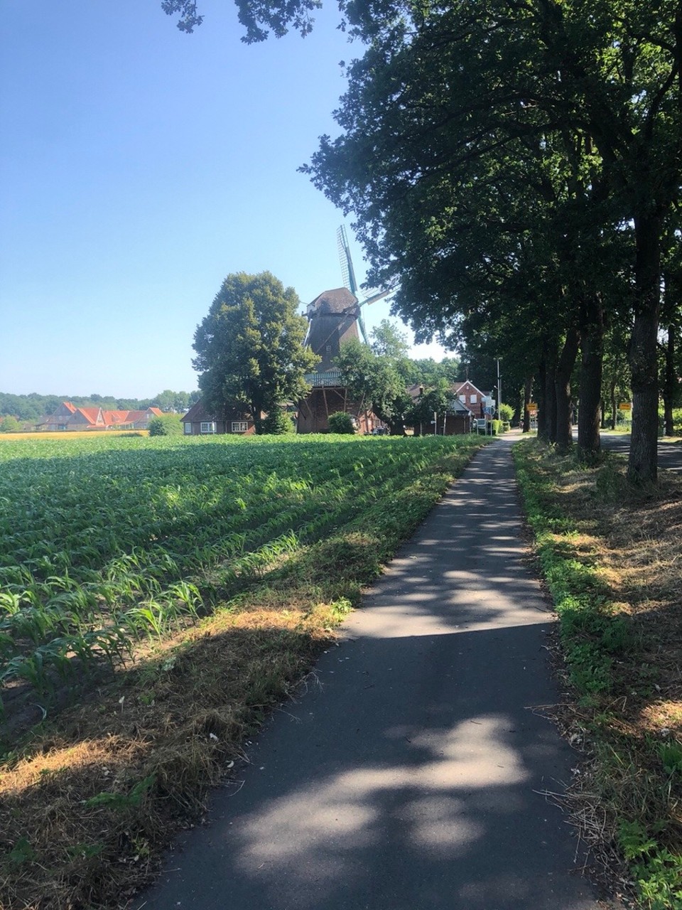 Deutschland - Wildeshausen - Die Mühle von weitem. 