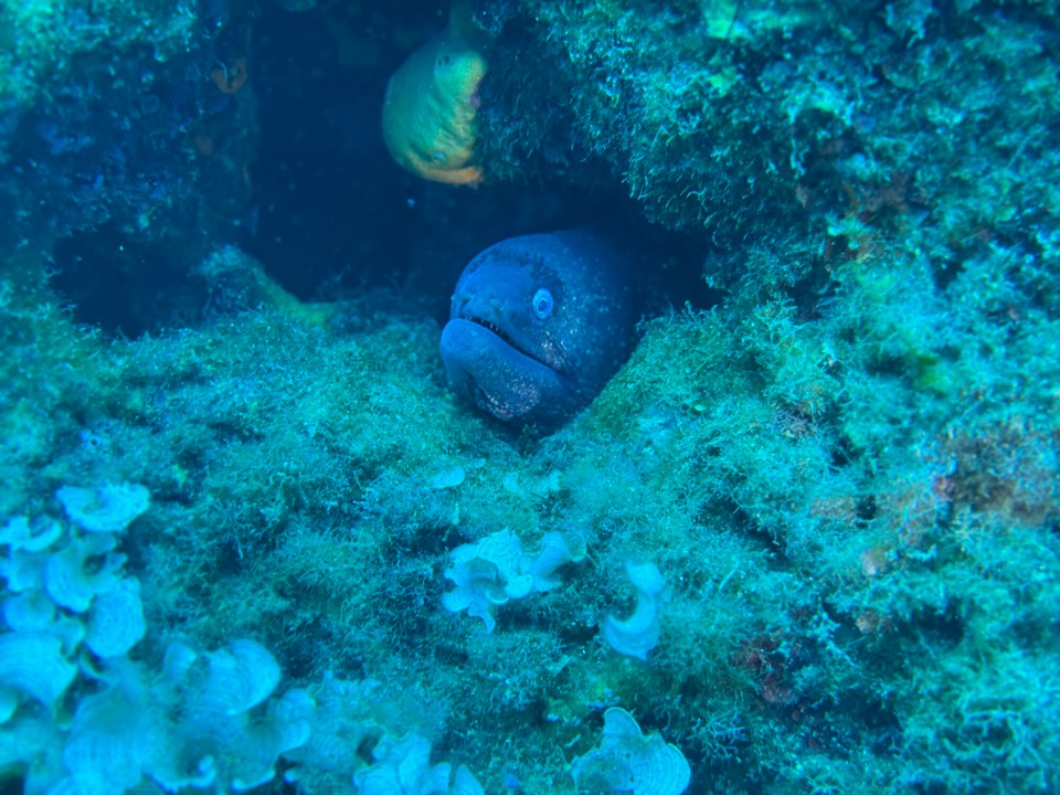 Italien - Porto Azzurro - Noch ne Muräne