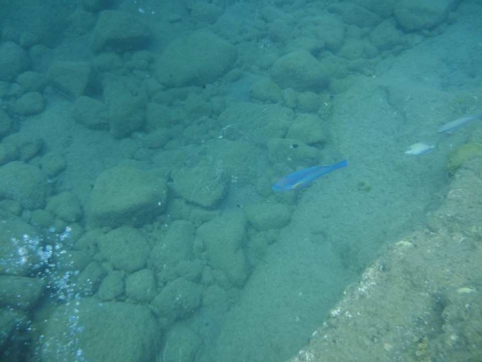 Dominica -  - 