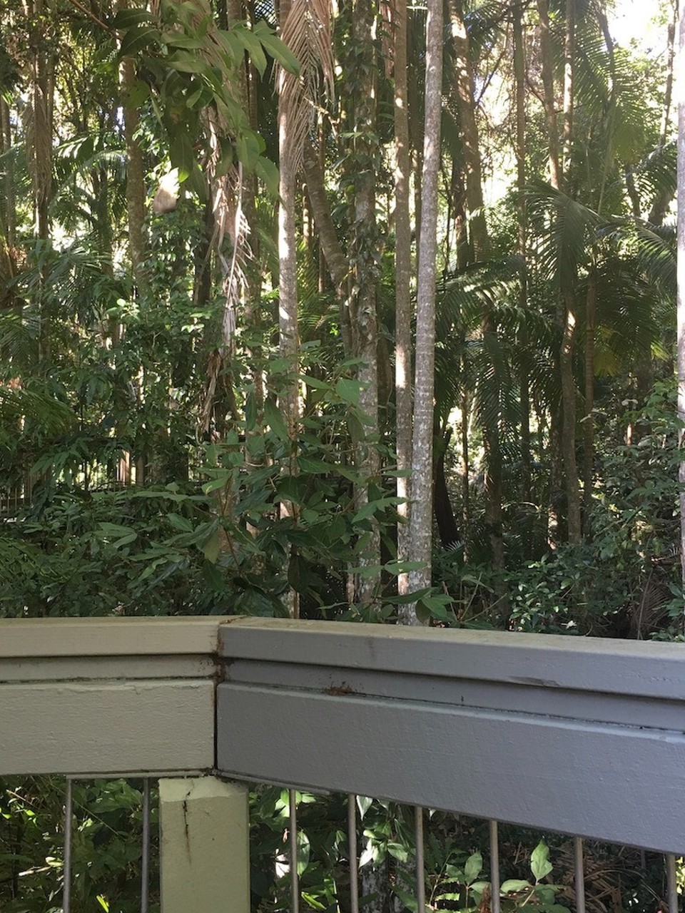 Australien - Charlestown - Koalas, wo seid ihr?
